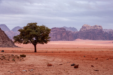 A lone tree stands in a desert landscape