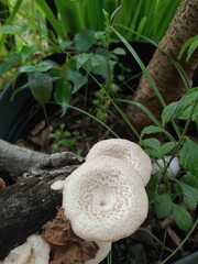 Beautiful white fungus Lentinus tigrinus on the murbey tree growing when rain season