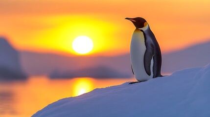Fototapeta premium Lone Emperor Penguin on Antarctic Snow Bank with Golden Twilight Skies : Generative AI