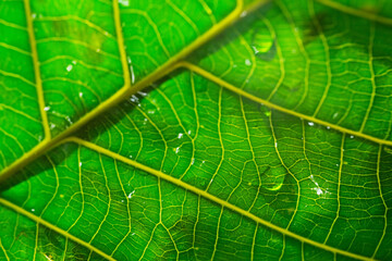 Close up texture of wet rubber tree leaf as background