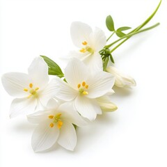 Obraz premium Elegant white flowers with green leaves, isolated on a clean background.