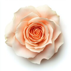 Fototapeta premium Peach rose with delicate petals on white isolate background.