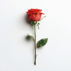 Obraz premium Single red rose with green leaves on a white isolated background.