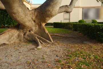 Close up of a large Kapok Tree branches in early morning sun.  green palm trees spiral wrapped in...
