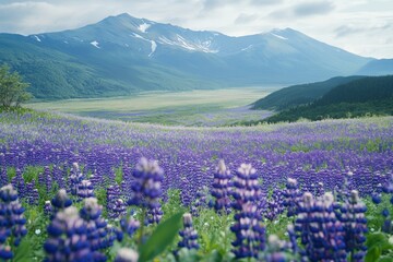 Fototapeta premium Fields of wildflowers grown for seeds