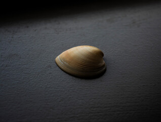 seashell on desk