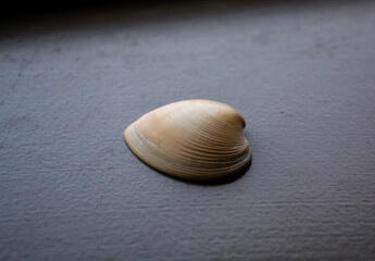 seashell on desk