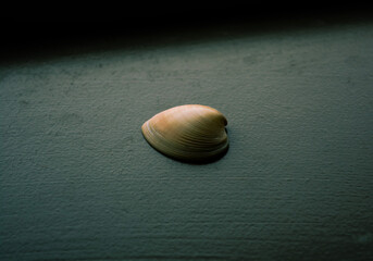 seashell on desk