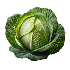 Whole Cabbage with Crispy Green Layers on White Background