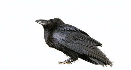 black raven with feather texture isolated