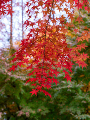 Autumn scenery with red maple leaves in bloom