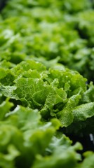 Organic lettuce rows in a high-tech indoor farm