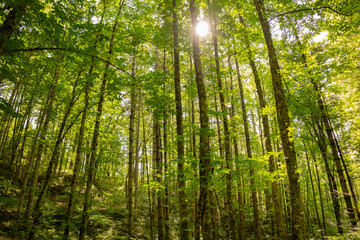 Fototapeta premium The sunlight shines through the treetops in a spring forest, casting a glow over the landscape. Wide angle. Horizontal