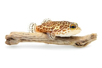 Fototapeta premium Pufferfish Isolated on White Background.