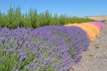 Fototapeta premium Rows of lavender in a purple sea under clear skies, capturing aromatic farming