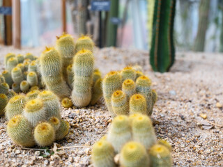 A close-up of a cute golden ring cactus (Parodia leninghausii) with golden thorns.
