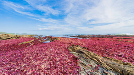 Seashore covered in seaweed, Port Elizabeth, South Africa © Jose