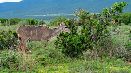 Female kudu feeding on small leaves in the bush, Addo Elephant National Park, South Africa