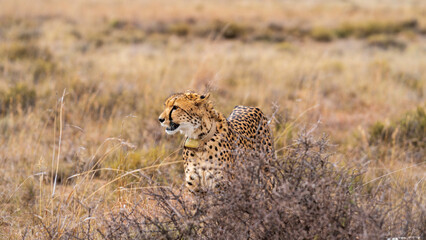 Cheetah in the wild, Mountain Zebra National Park, South Africa