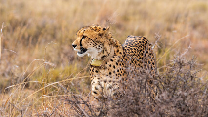 Vigilant female cheetah watching for intruders, Mountain Zebra National Park, South Africa