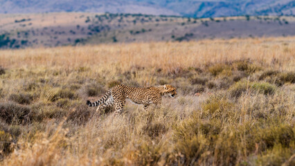 Cheetah patrolling the grassland, Mountain Zebra National Park, South Africa