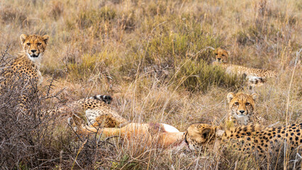 Family of cheetahs feeding on a dead springbok, Mountain Zebra National Park, South Africa