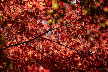 鎌倉2412　鶴岡八幡宮16　白幡神社の紅葉