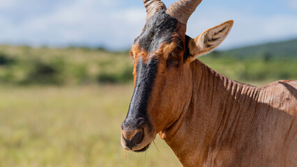 Red hartebeest portrait, Addo Elephant National Park, South Africa