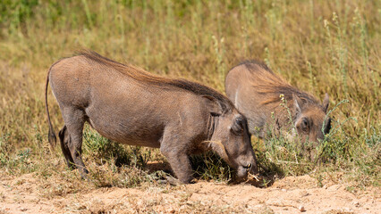 Warthogs feeding on roots, Addo Elephant National Park, South Africa
