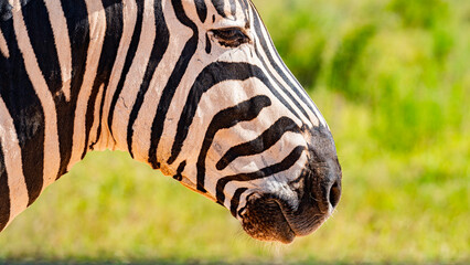 Portrait of a zebra, Addo Elephant National Park, South Africa