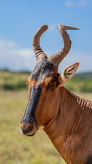 Fototapeta premium Portrait of a red hartebeest, Addo Elephant National Park, South Africa
