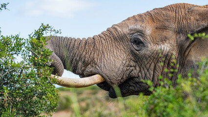Elephant feeding in the bush, Addo Elephant National Park, South Africa