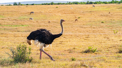 Naklejka premium Ostrich patrolling the meadow, Addo Elephant National Park, South Africa