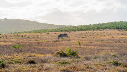 Obraz premium Zebra grazing in the meadow, Addo Elephant National Park, South Africa