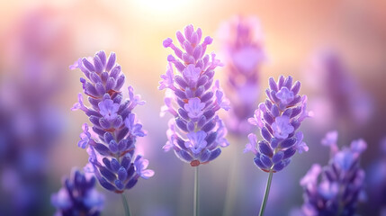 Obraz premium Close-up of three vibrant lavender blossoms bathed in warm, golden sunlight. The soft focus background emphasizes the delicate purple hues and creates a serene, peaceful atmosphere.