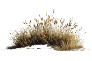 Dried grass bush isolated on transparent background, dried grass meadows