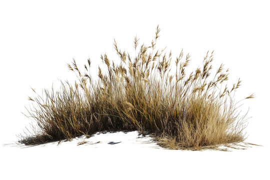 Dried grass bush isolated on transparent background, dried grass meadows