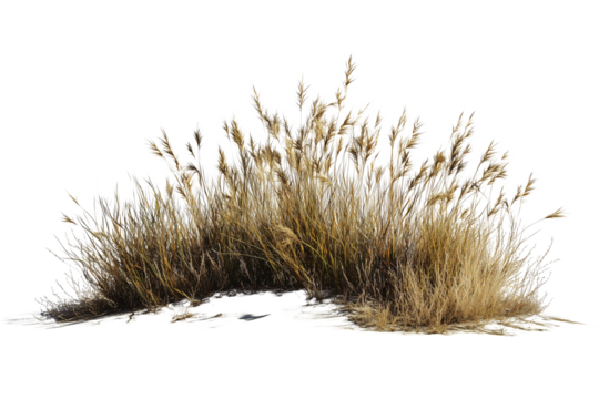 Dried grass bush isolated on transparent background, dried grass meadows
