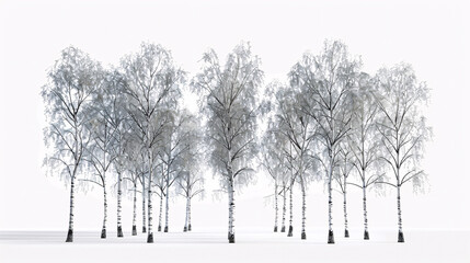 Fototapeta premium Silver Birch Trees: Photorealistic 3D render with transparent background, ideal for illustration and digital composition.