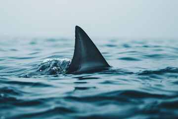 Fototapeta premium Shark Fin Cutting Through Water Representing a Warning of Dangerous Predator in Marine Wildlife Habitat