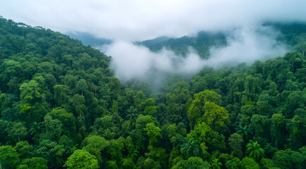 Obraz premium Aerial view of a lush green rainforest enveloped in mist, showcasing dense foliage and mountainous landscapes.
