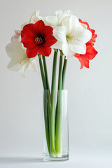 Beautiful bouquet of red and white amaryllis flowers in a glass vase