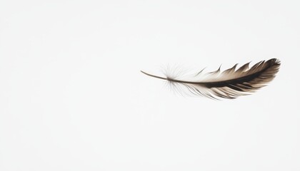 A Single Dark Brown Feather on White Background