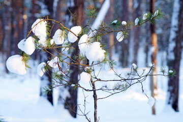 Snow covered branches. Growing pine tree with snowballs on branches.