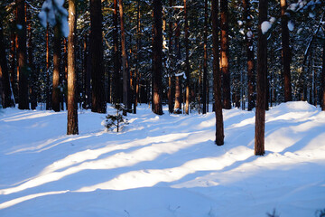 Snow covered trees. Sunny pine forest with a small fir tree.