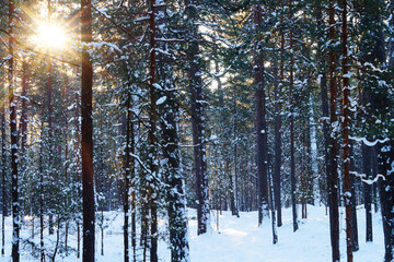 Winter snowy pine forest. Sun and snow.