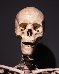 Portrait of a human skeleton at a museum 