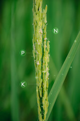 Close-up of organic rice enriched with NPK, Nitrogen, Phosphorus, Potassium, and other elements suitable and important for growth in the field, waiting for the farmer to harvest.