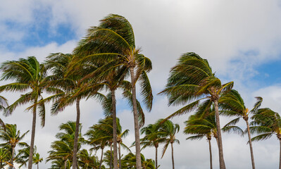 Hurricane in Miami south beach, Florida. Palm tree in hurricane weather. Tropical windy weather...
