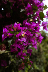 Fototapeta premium flores moradas 